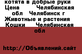 котята в добрые руки › Цена ­ 10 - Челябинская обл., Челябинск г. Животные и растения » Кошки   . Челябинская обл.